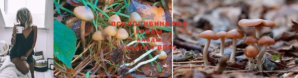 герыч Пересвет