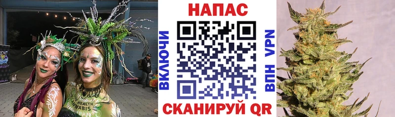 Конопля индика  Сосновка 